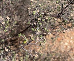 Drosanthemum globosum