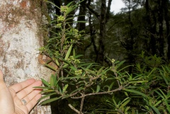 Pseudopanax linearis