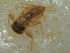 Rhithrogena semicolorata