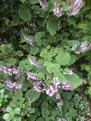 Plectranthus ciliatus