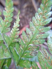 Athyrium arisanense