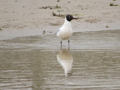 Chroicocephalus ridibundus