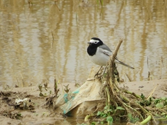 Motacilla alba personata