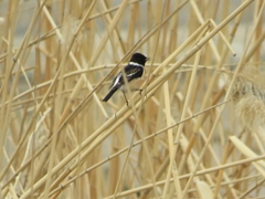 Saxicola maurus