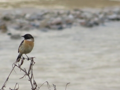 Saxicola maurus