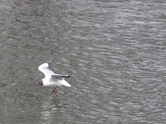 Chroicocephalus ridibundus