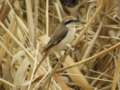 Lanius phoenicuroides