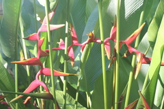 Heliconia × rauliniana