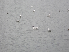 Chroicocephalus ridibundus