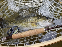 Micropterus treculii