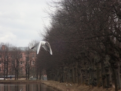 Chroicocephalus ridibundus