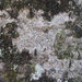 Anisomeridium polypori - Photo (c) Vitaly Charny,  זכויות יוצרים חלקיות (CC BY-NC), הועלה על ידי Vitaly Charny
