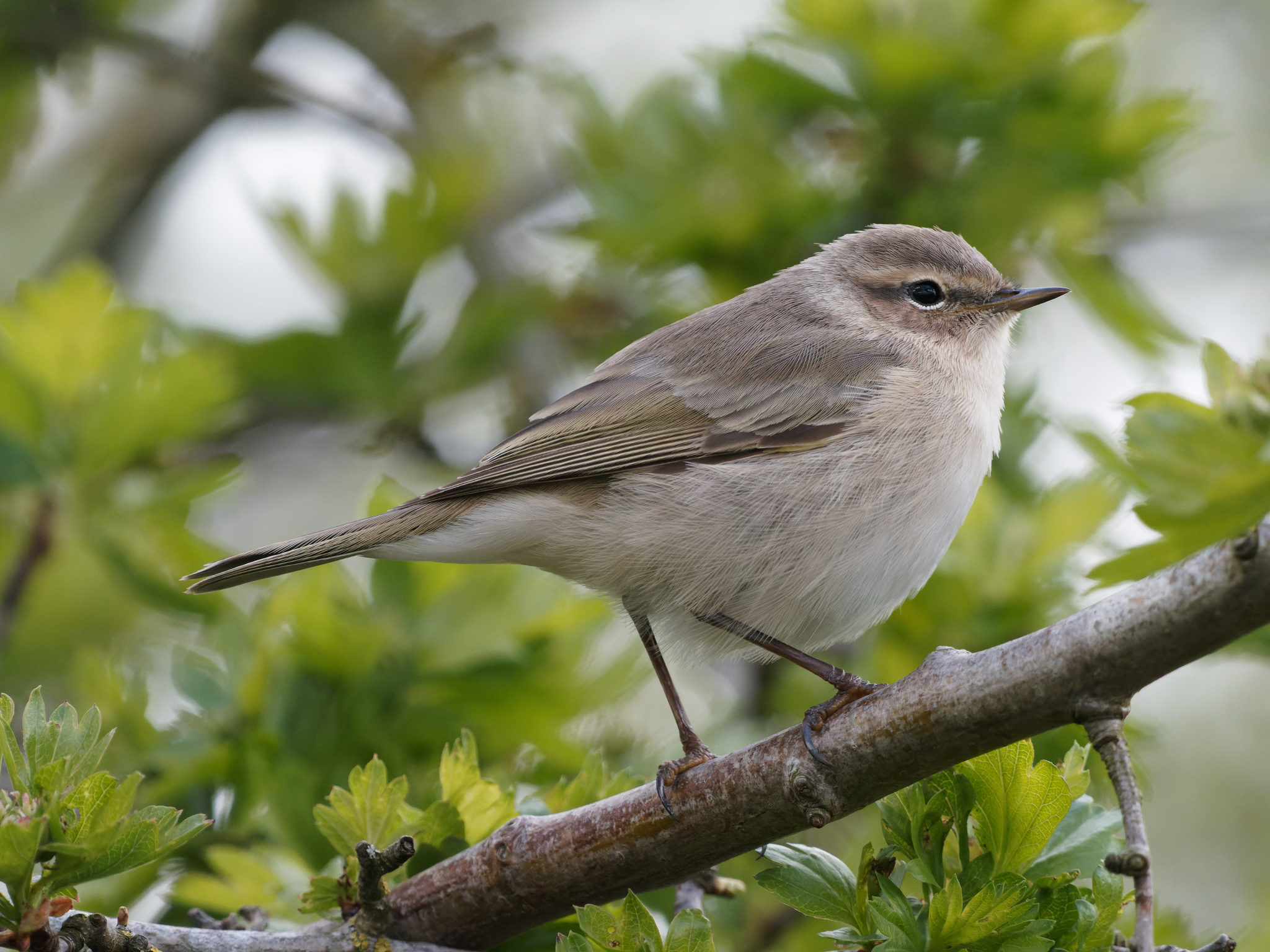 Common Chiffchaff (Phylloscopus collybita)