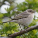 Siberian Chiffchaff - Photo (c) William Stephens, some rights reserved (CC BY), uploaded by William Stephens