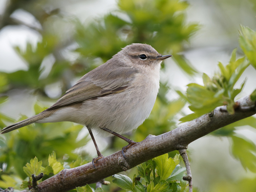 Common Chiffchaff (Phylloscopus collybita)