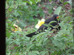 Turdus merula