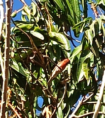 Haemorhous mexicanus