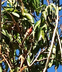 Haemorhous mexicanus