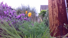 Eschscholzia californica