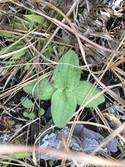 Helianthus heterophyllus