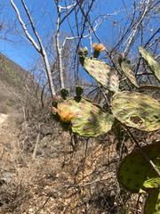Opuntia decumbens