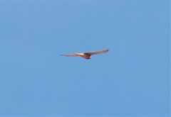 Falco tinnunculus tinnunculus