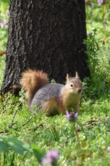 Sciurus anomalus