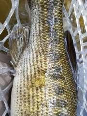 Micropterus treculii