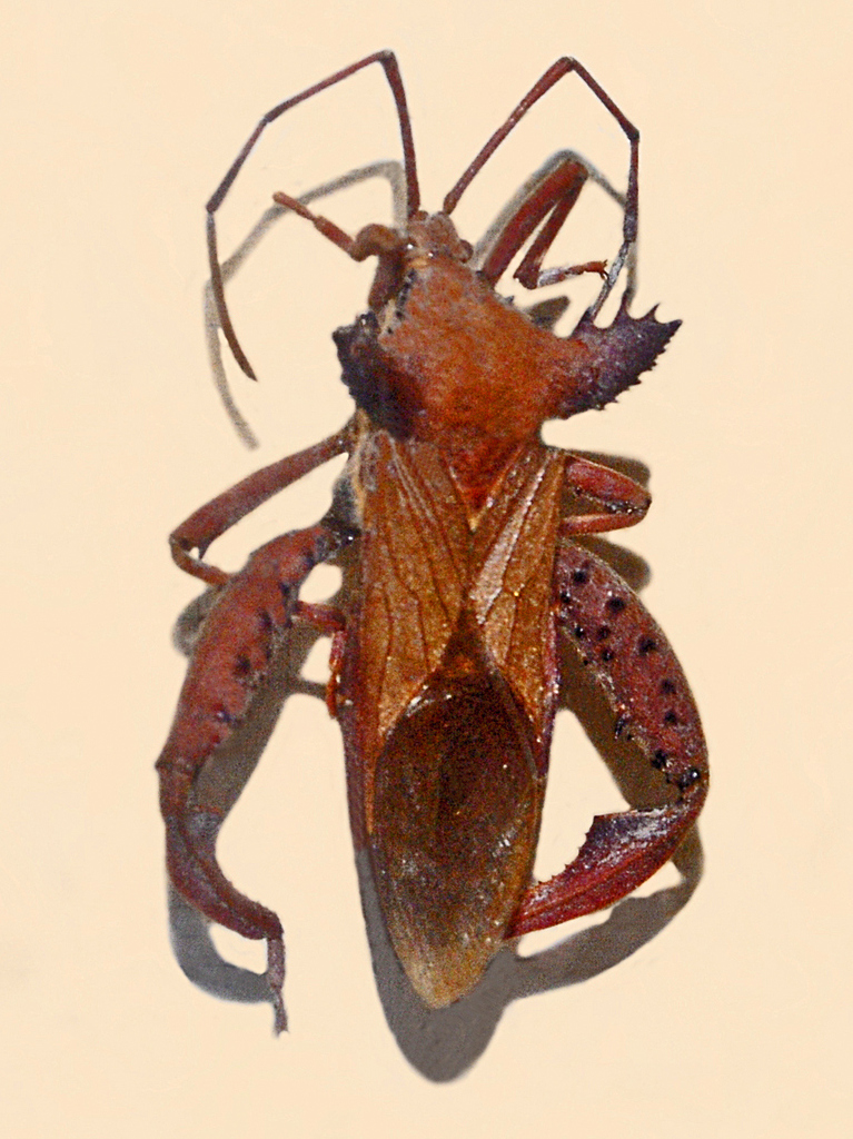 Prionolomia heros