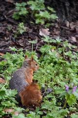 Sciurus anomalus