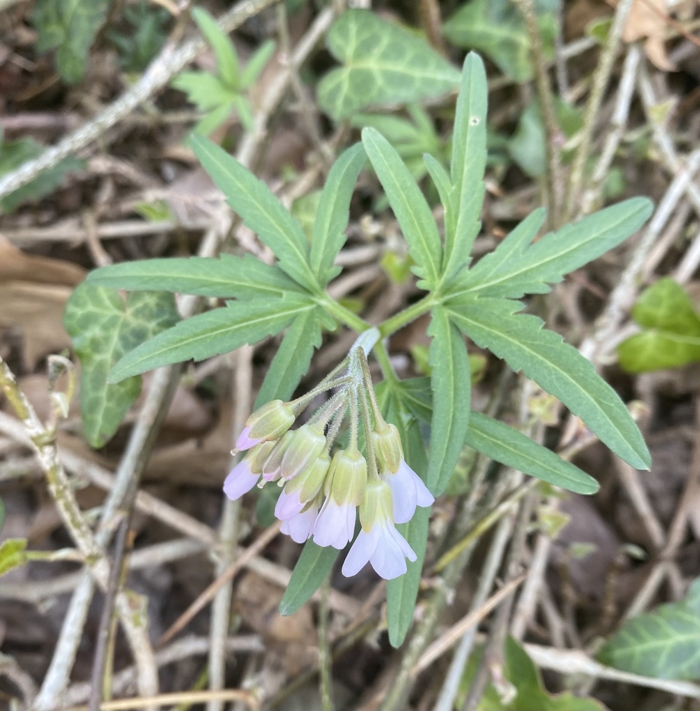 cut-leaved-toothwort-from-national-institutes-of-health-bethesda-md