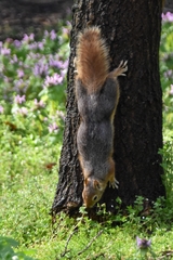 Sciurus anomalus