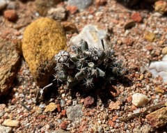 Trichodiadema marlothii