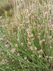 Baccharis sagittalis