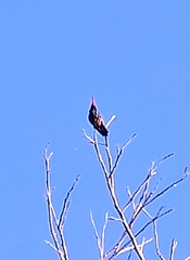 Cynanthus latirostris