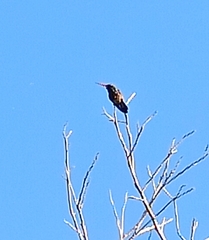 Cynanthus latirostris