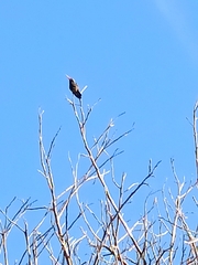 Cynanthus latirostris