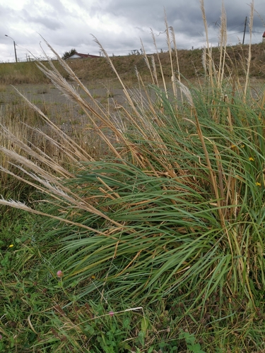 Image of Cortaderia araucana by (c) Inao Vasquez, some rights reserved (CC BY)