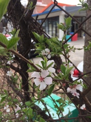 Prunus tomentosa