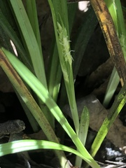 Carex abscondita