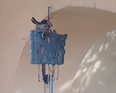 Cynanthus latirostris