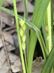 Carex calcifugens