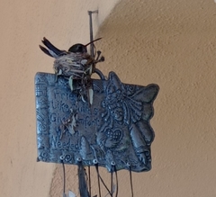 Cynanthus latirostris