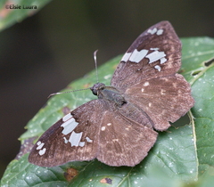 Celaenorrhinus similis