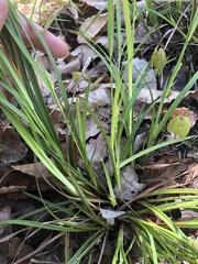Carex calcifugens