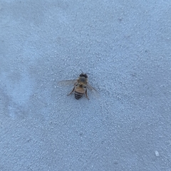 Apis mellifera