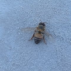 Apis mellifera