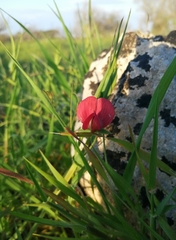 Lathyrus cicera