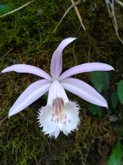 Pleione formosana