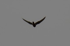 Falco tinnunculus tinnunculus